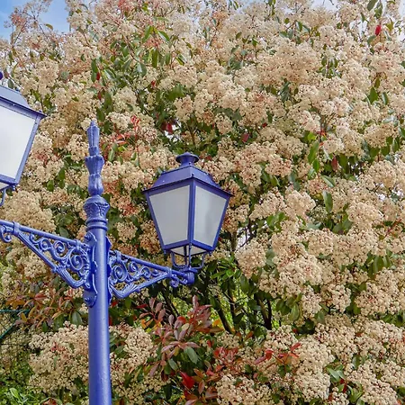 Luxury Singular Rosa *